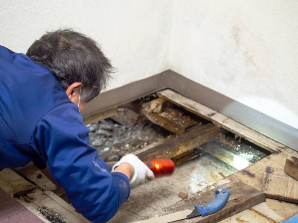 Best Post-Flood Mold Remediation in Batavia, OH