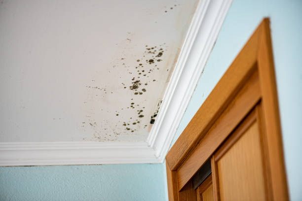 Best Basement Mold Remediation in Batavia, OH